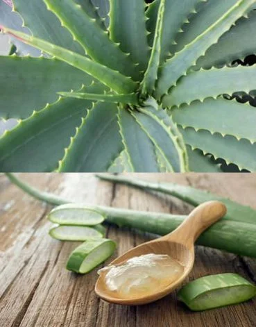 Aloe Vera High Quality