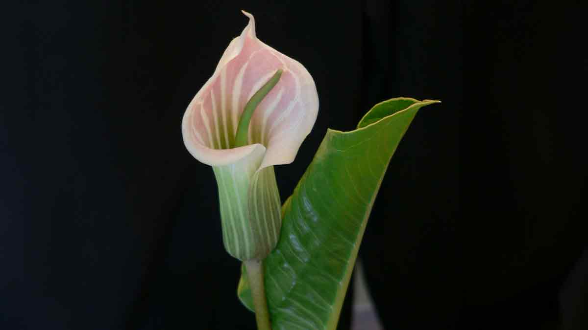 Hibiscus Flower
