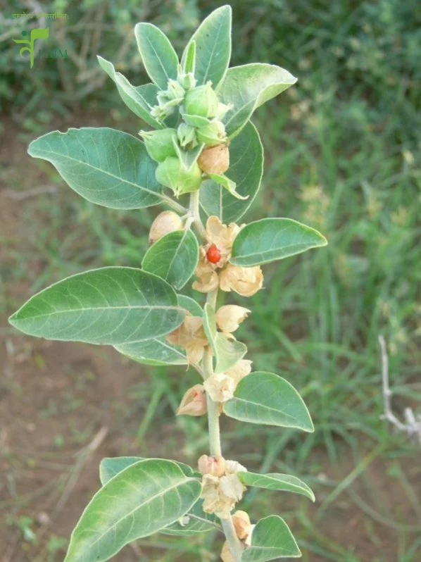 Immunity Booster Ashwagandha, wholesale immunity booster ashwagandha best immunity booster ashwagandha wholesalers