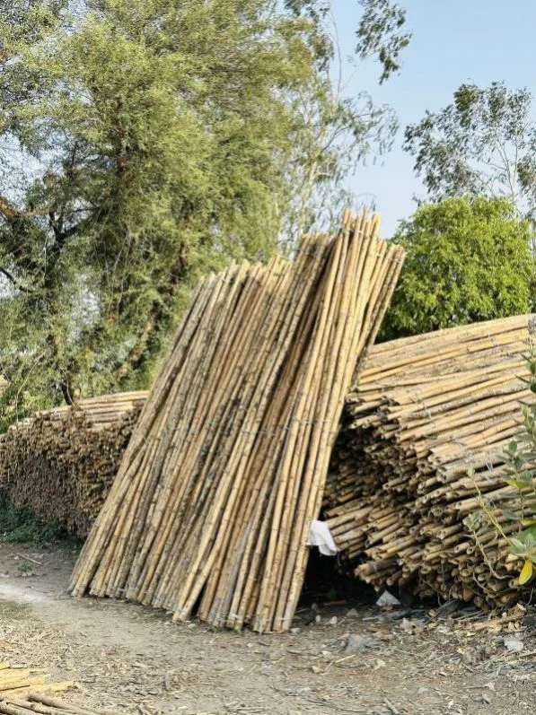 Green bamboo cane