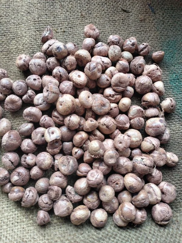 Betel Nut