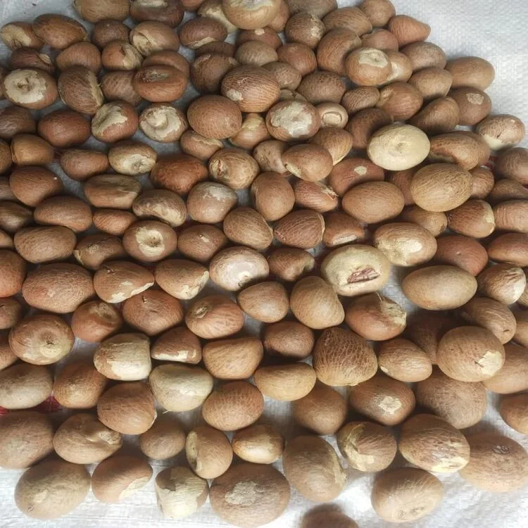 Betel Nut