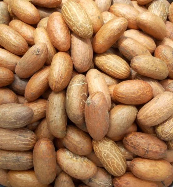 KOHITUR MANGO