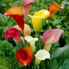 Banana Flower