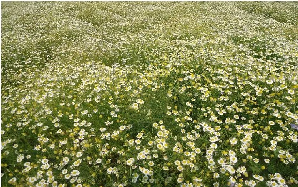 Chamomile Essential Water