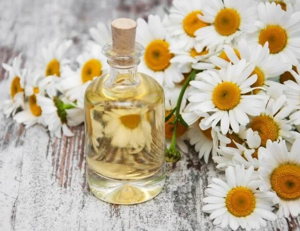 CHAMOMILE OIL & CHAMOMILE