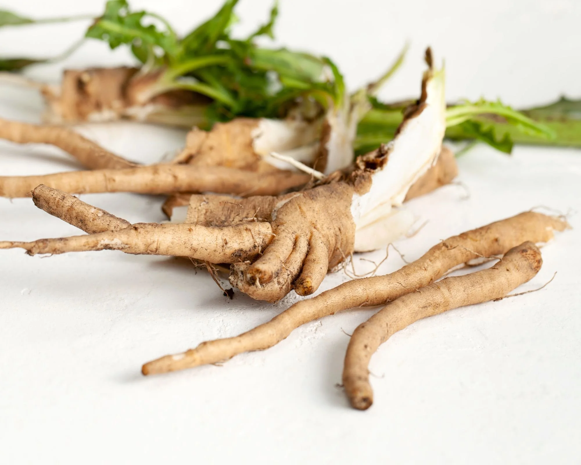 Inulin Chicory