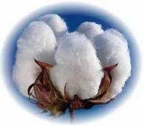 Yellow Stained Cotton