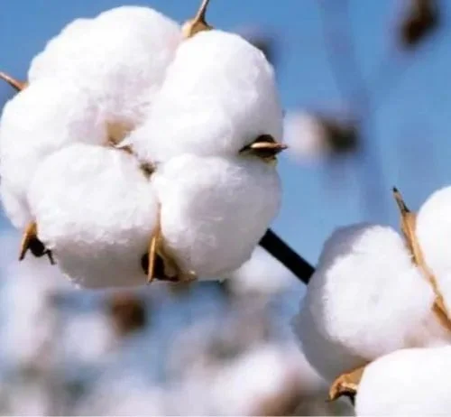 Cotton