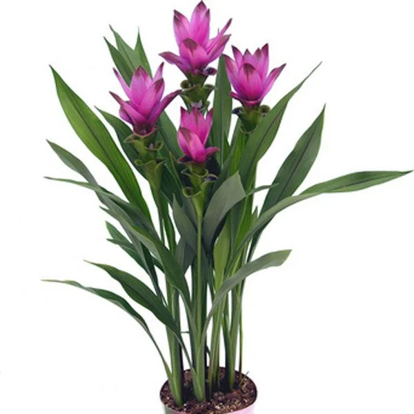 Verbscum Flower.