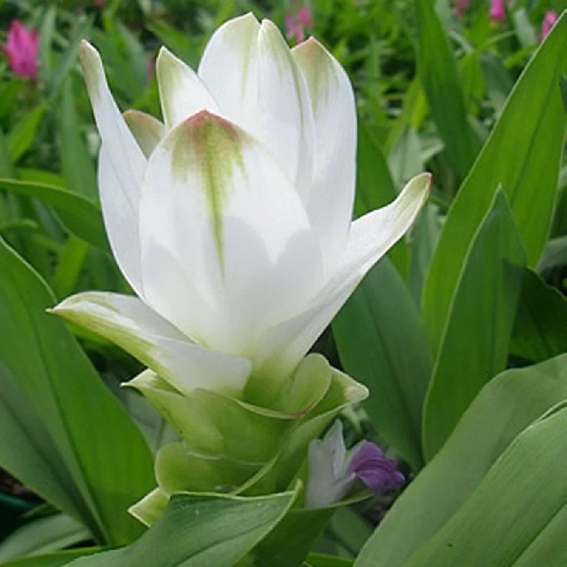 Dried Curcuma