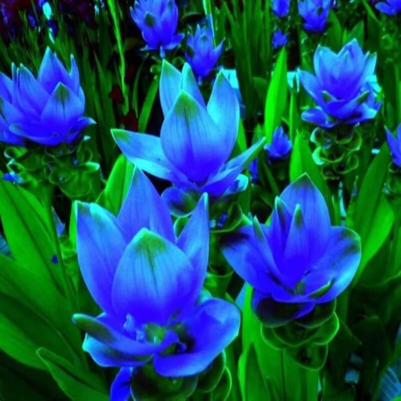 Turmeric Curcuma
