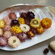 Redhaw, flowers, dried