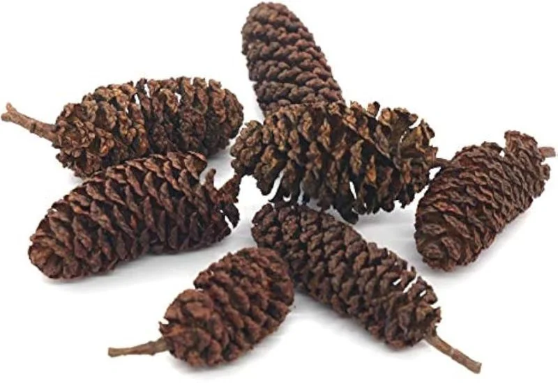 Massoia Bark Oil (95% Lactone C10) MB-195