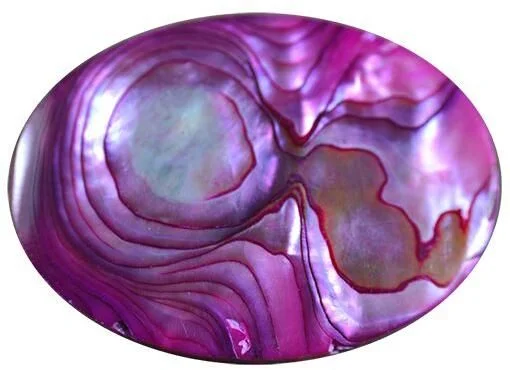 Live Abalone