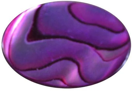 Chilean abalone