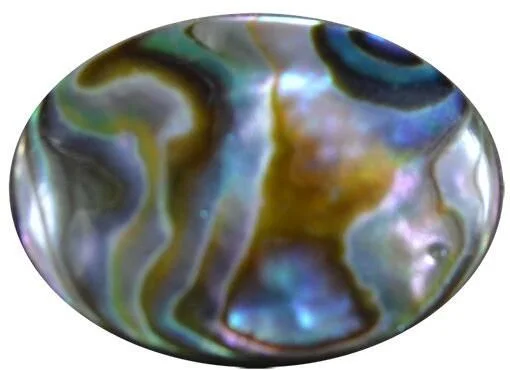 Live Chilean Abalone Loco