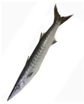 Tuna Fish