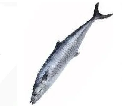 Eel fish