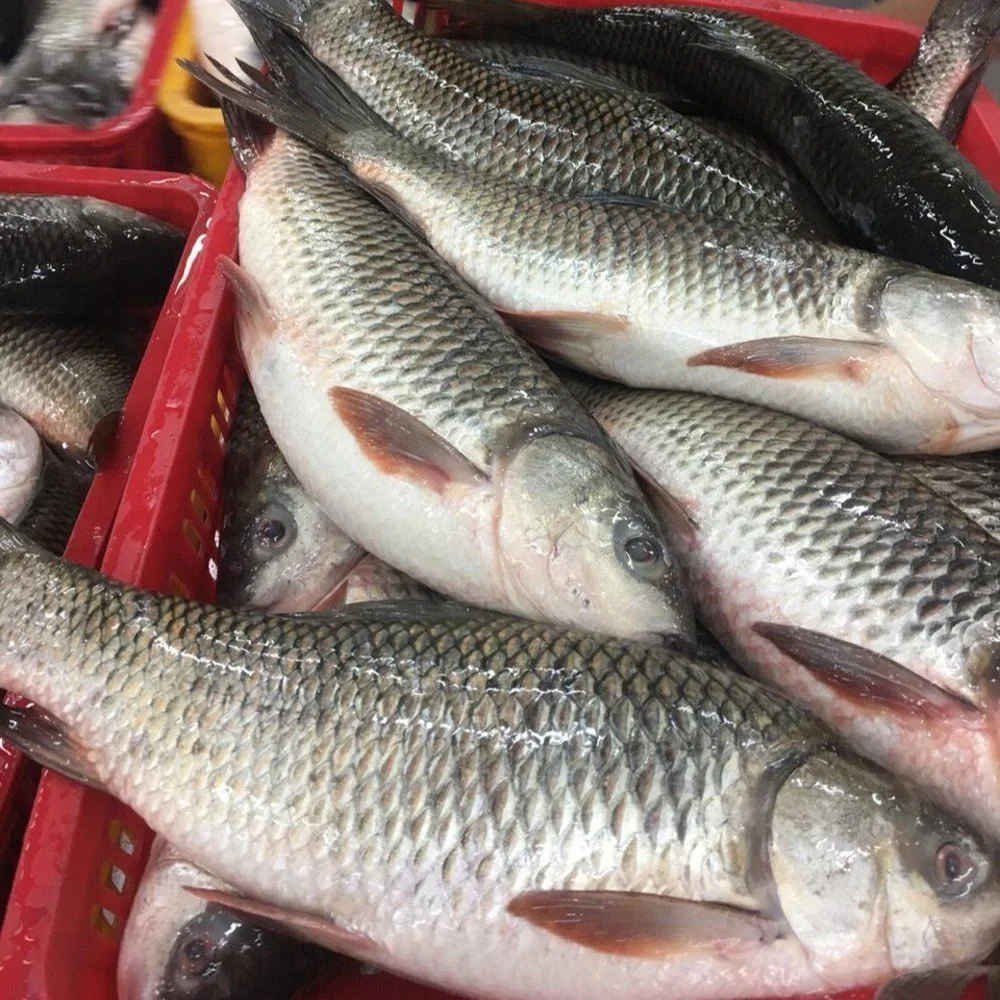 Pangasius Fish