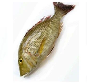 Sliced Snakehead Fish