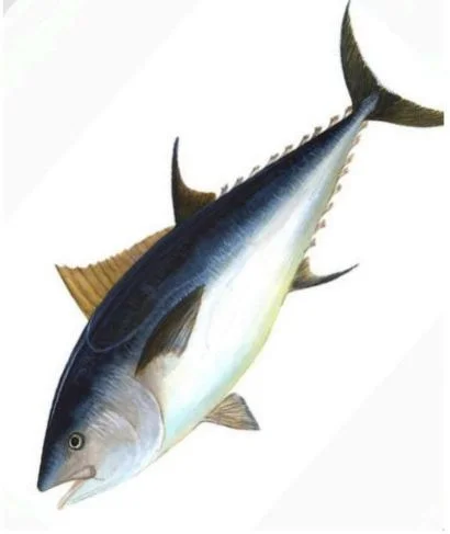 Cat Fish