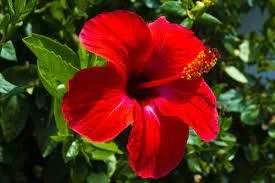 Hibiscus