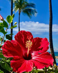 Hibiscus