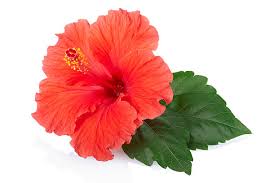 Dried Hibiscus