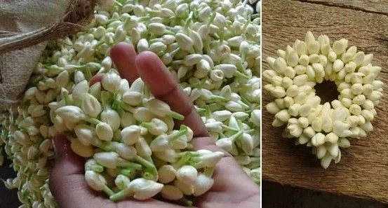 Fresh jasmine flowers