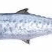 Kingfish