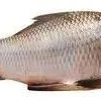 Kingfish