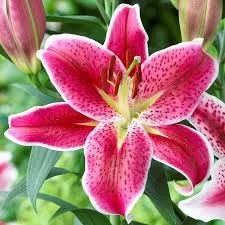 Fresh cut flowers-lily