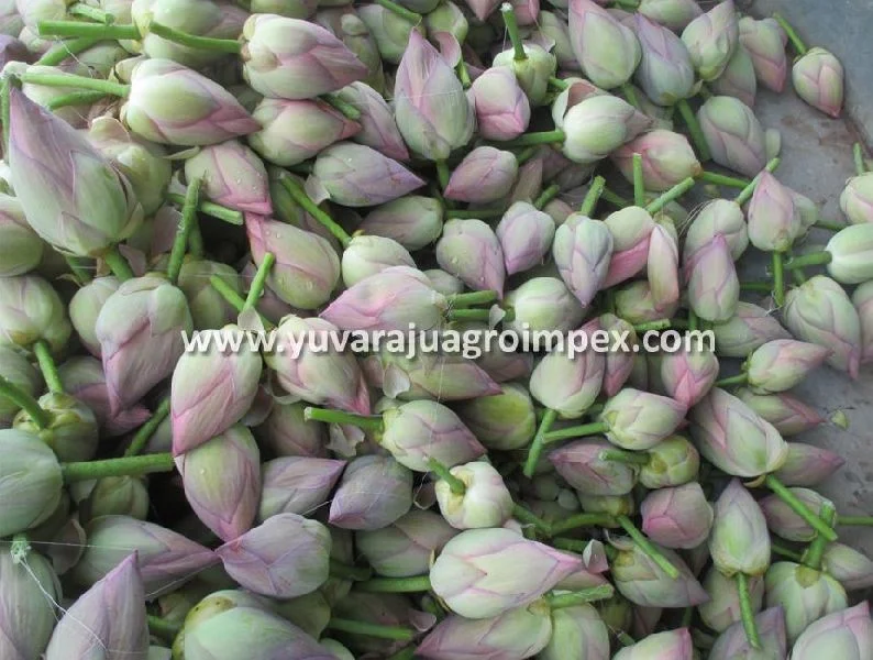 White Lotus