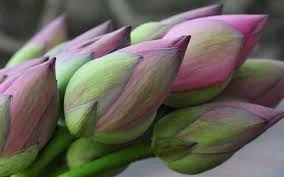 Lotus Flower