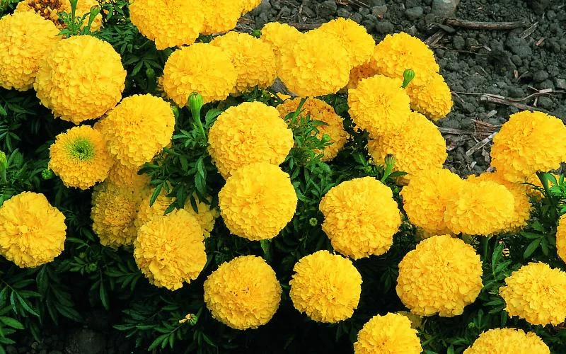 Yellow Marigold