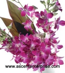 Fresh Orchid