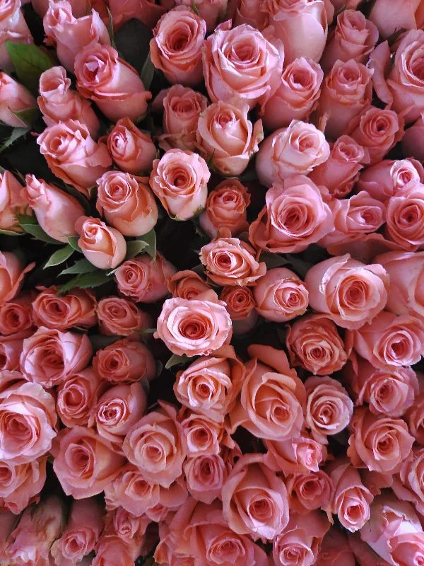 Cut Rose