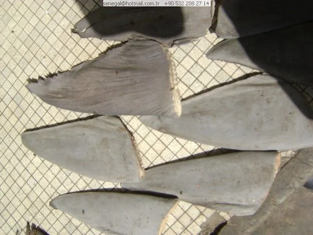 Deep Sea Shark Liver Oil