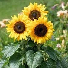 Lecithin Sunflower