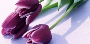 Tulip