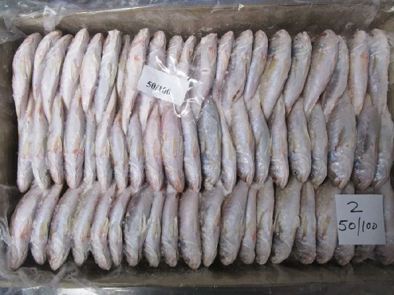 Frozen Pangasius Whole Round Fish
