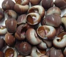 Giant African Land Snails