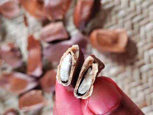 Melon Seeds (Agushie Seeds)