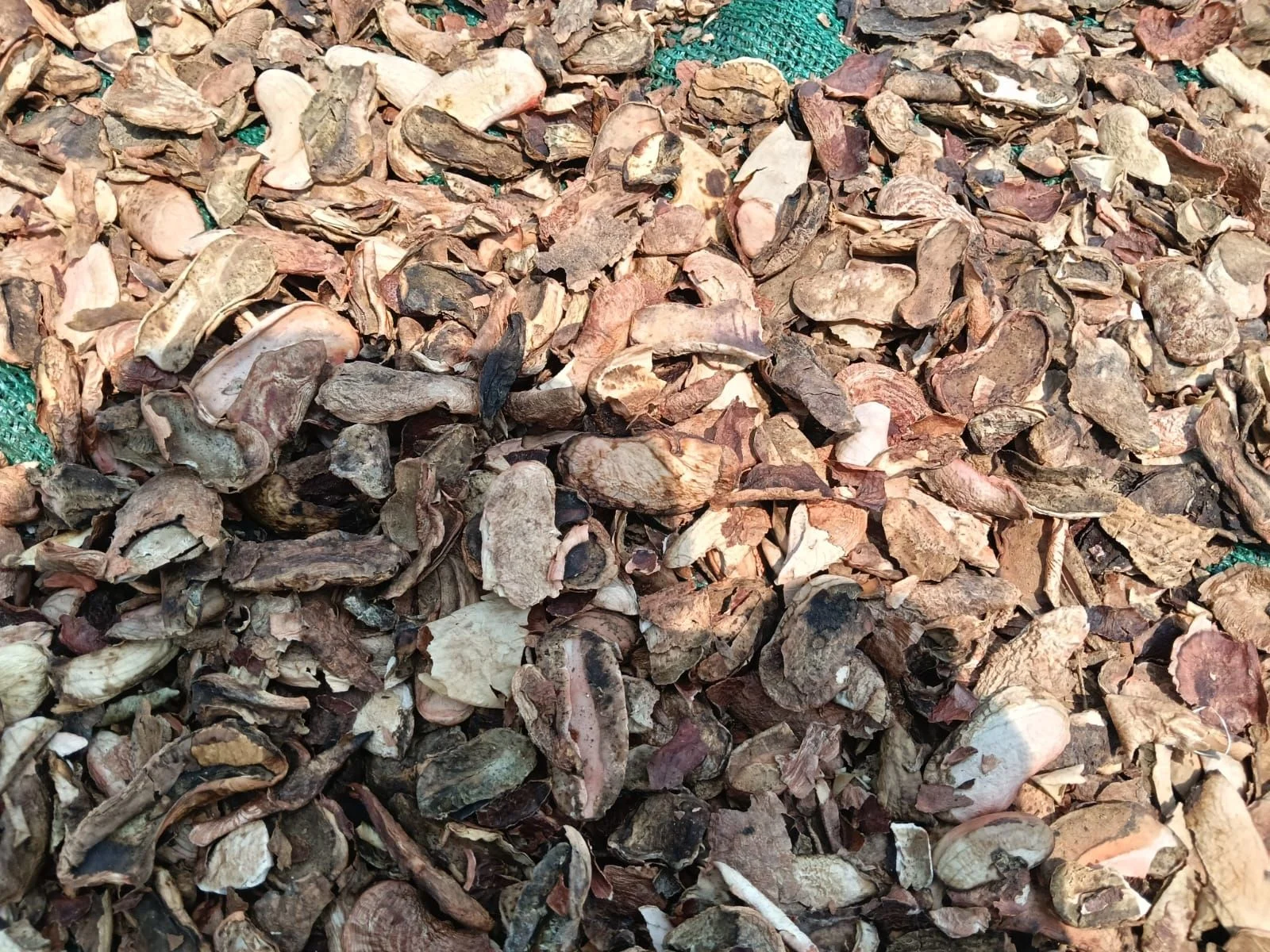 GROUNDNUT SEEDS