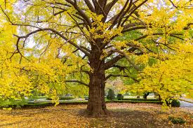 Ginkgo Biloba Extract