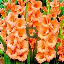 Gladiolus