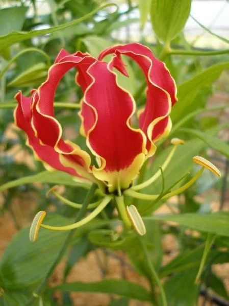 Gloriosa Rothschildiana ( Flame Lily )
