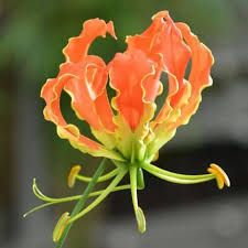 LB EDP Wild Flower