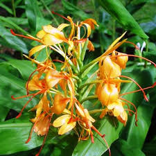 Calathea Varieties